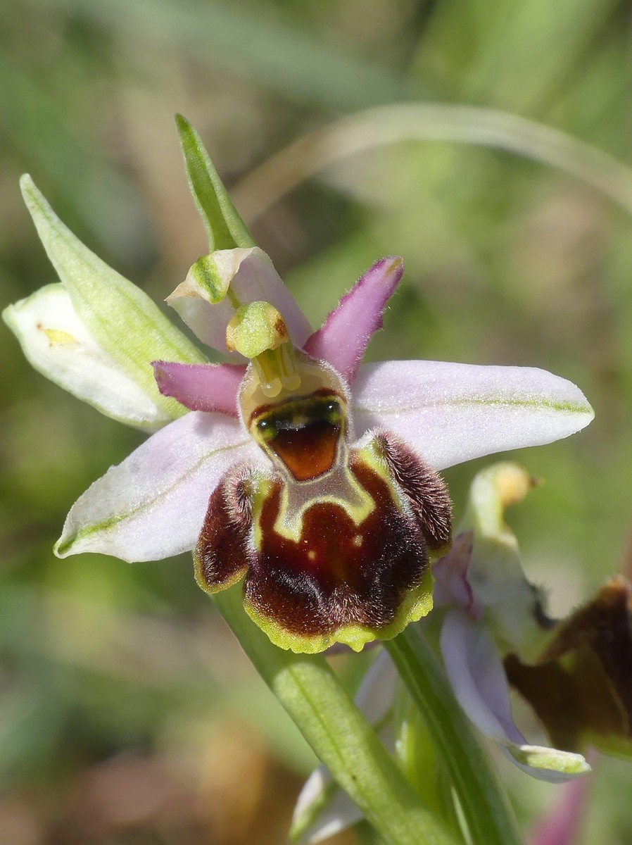 Ophrys exaltata subsp. montis-leonis e forme di variabilit nel Lazio, marzo e aprile 2018